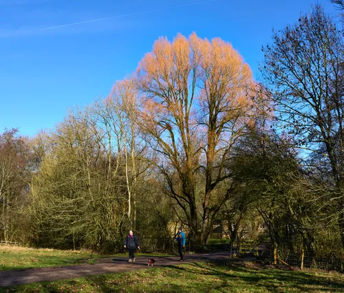 This landscape photograph captures a striking winter tree with orange highlights at Hardwick near Rowthorne in the early afternoon during the winter season. The tree stands tall against a vibrant blue sky, surrounded by other bare trees that emphasise the wintry atmosphere. In the foreground, two people are seen walking along a path, accompanied by a small dog, adding a sense of everyday life and movement to the scene. The presence of walkers enjoying the natural setting underlines the popularity of this area for outdoor activities during winter. The clear blue sky and the sunlight illuminating the winter trees create a vivid and crisp atmosphere, making the bright highlights in the branches particularly eye-catching.